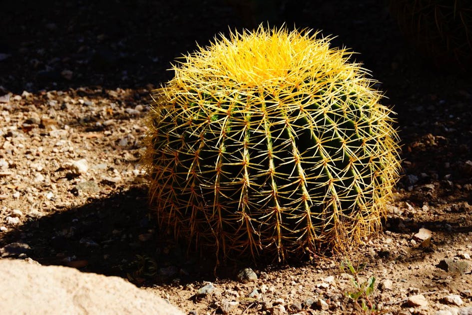 Golden barrel cactus: an amazing source of food for desert pollinators